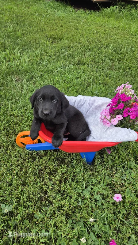 Hazel – Labrador Retriever, Goldador puppy for sale in Camden, IN