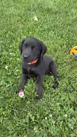 Pico, a male Labrador Retriever and Goldador for sale in Camden, IN – 2 of 6