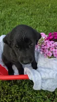Lilly , a female Labrador Retriever and Goldador for sale in Camden, IN – 2 of 5
