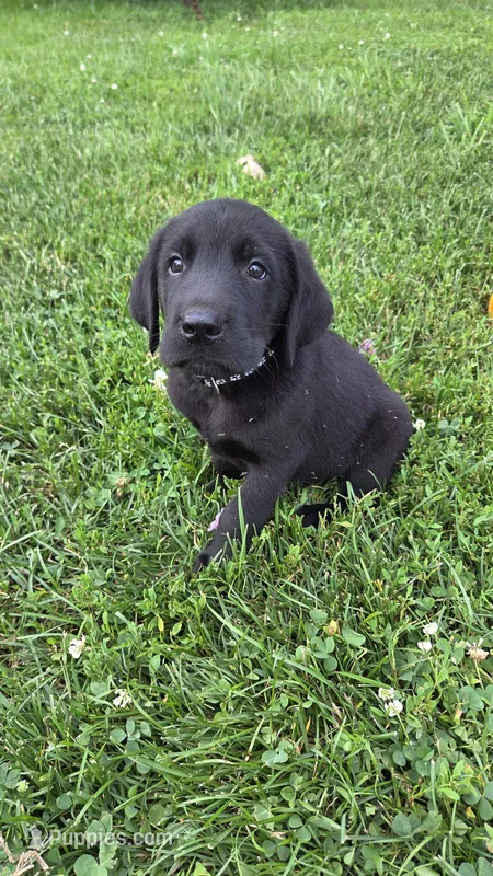 Charlie – Labrador Retriever, Goldador puppy for sale in Camden, IN