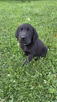 Charlie, a male Labrador Retriever and Goldador for sale in Camden, IN – 1 of 6