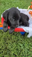 Charlie, a male Labrador Retriever and Goldador for sale in Camden, IN – 2 of 6