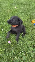 Pico, a male Labrador Retriever and Goldador for sale in Camden, IN – 4 of 6