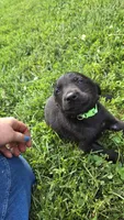Lilly , a female Labrador Retriever and Goldador for sale in Camden, IN – 3 of 5