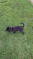 Pico, a male Labrador Retriever and Goldador for sale in Camden, IN – 5 of 6