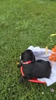 Max, a male Labrador Retriever and Goldador for sale in Camden, IN – 2 of 6