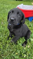 Ace, a male Labrador Retriever and Goldador for sale in Camden, IN – 4 of 5