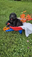 Max, a male Labrador Retriever and Goldador for sale in Camden, IN – 4 of 6
