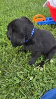 Ace, a male Labrador Retriever and Goldador for sale in Camden, IN – 2 of 5