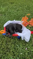 Charlie, a male Labrador Retriever and Goldador for sale in Camden, IN – 6 of 6