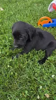 Max, a male Labrador Retriever and Goldador for sale in Camden, IN – 6 of 6