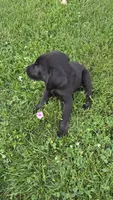 Pico, a male Labrador Retriever and Goldador for sale in Camden, IN – 6 of 6