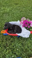 Rosie, a female Labrador Retriever and Goldador for sale in Camden, IN – 4 of 5