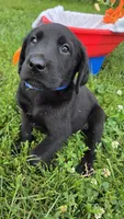 Ace, a male Labrador Retriever and Goldador for sale in Camden, IN – 5 of 5
