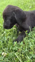 Rosie, a female Labrador Retriever and Goldador for sale in Camden, IN – 2 of 5