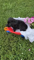 Pico, a male Labrador Retriever and Goldador for sale in Camden, IN – 3 of 6
