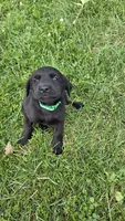 Willow, a female Labrador Retriever and Goldador for sale in Camden, IN – 2 of 5