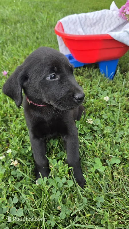 Rosie – Labrador Retriever, Goldador puppy for sale in Camden, IN