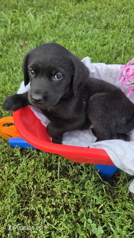Pico – Labrador Retriever, Goldador puppy for sale in Camden, IN