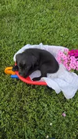 Lilly , a female Labrador Retriever and Goldador for sale in Camden, IN – 5 of 5