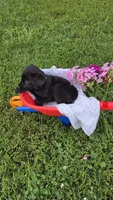 Willow, a female Labrador Retriever and Goldador for sale in Camden, IN – 3 of 5