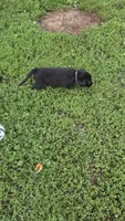 Charlie, a male Labrador Retriever and Goldador for sale in Camden, IN – 5 of 6