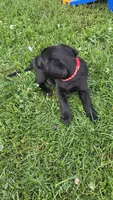 Max, a male Labrador Retriever and Goldador for sale in Camden, IN – 5 of 6
