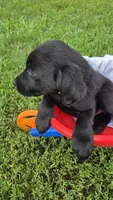 Hazel, a female Labrador Retriever and Goldador for sale in Camden, IN – 3 of 6
