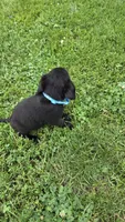 Cooper, a male Labrador Retriever and Goldador for sale in Camden, IN – 4 of 4