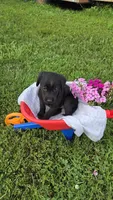 Lilly , a female Labrador Retriever and Goldador for sale in Camden, IN – 4 of 5
