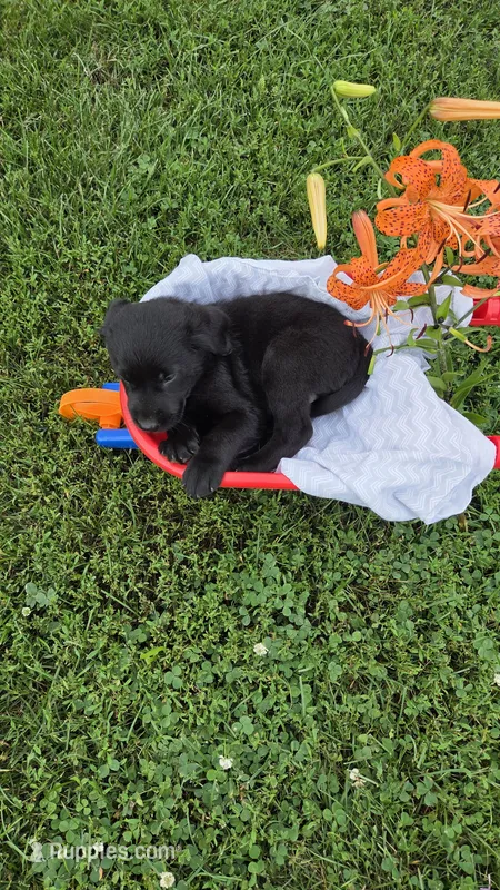 Cooper – Labrador Retriever, Goldador puppy for sale in Camden, IN