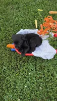 Cooper, a male Labrador Retriever and Goldador for sale in Camden, IN – 1 of 4