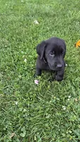 Charlie, a male Labrador Retriever and Goldador for sale in Camden, IN – 4 of 6