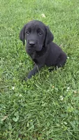 Charlie, a male Labrador Retriever and Goldador for sale in Camden, IN – 3 of 6