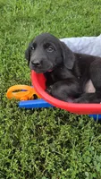 Rosie, a female Labrador Retriever and Goldador for sale in Camden, IN – 3 of 5