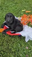 Max, a male Labrador Retriever and Goldador for sale in Camden, IN – 1 of 6