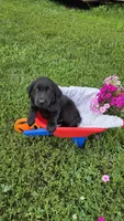 Daisy, a female Labrador Retriever and Goldador for sale in Camden, IN – 1 of 5