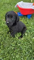 Ace, a male Labrador Retriever and Goldador for sale in Camden, IN – 1 of 5