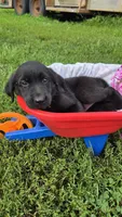 Hazel, a female Labrador Retriever and Goldador for sale in Camden, IN – 2 of 6