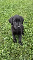 Daisy, a female Labrador Retriever and Goldador for sale in Camden, IN – 3 of 5