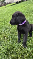 Daisy, a female Labrador Retriever and Goldador for sale in Camden, IN – 5 of 5