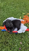 Ace, a male Labrador Retriever and Goldador for sale in Camden, IN – 3 of 5