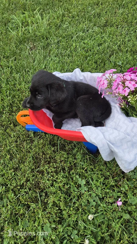 Willow – Labrador Retriever, Goldador puppy for sale in Camden, IN