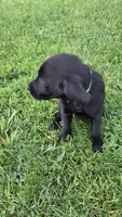 Hazel, a female Labrador Retriever and Goldador for sale in Camden, IN – 6 of 6