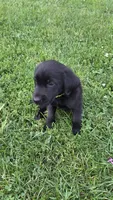 Hazel, a female Labrador Retriever and Goldador for sale in Camden, IN – 4 of 6