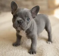 Vector, a male French Bulldog for sale in Renton, WA – Photo 3 of 6