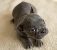 Vector, a male French Bulldog for sale in Renton, WA – Photo 5 of 6