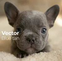 Vector, a male French Bulldog for sale in Renton, WA – Photo 1 of 6