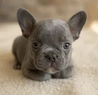 Vector, a male French Bulldog for sale in Renton, WA – Photo 2 of 6