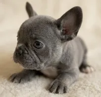 Vector, a male French Bulldog for sale in Renton, WA – Photo 6 of 6